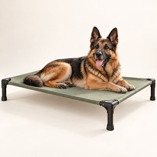 RestWell elevated cooling dog cot with sage mesh, studio photo with a dog