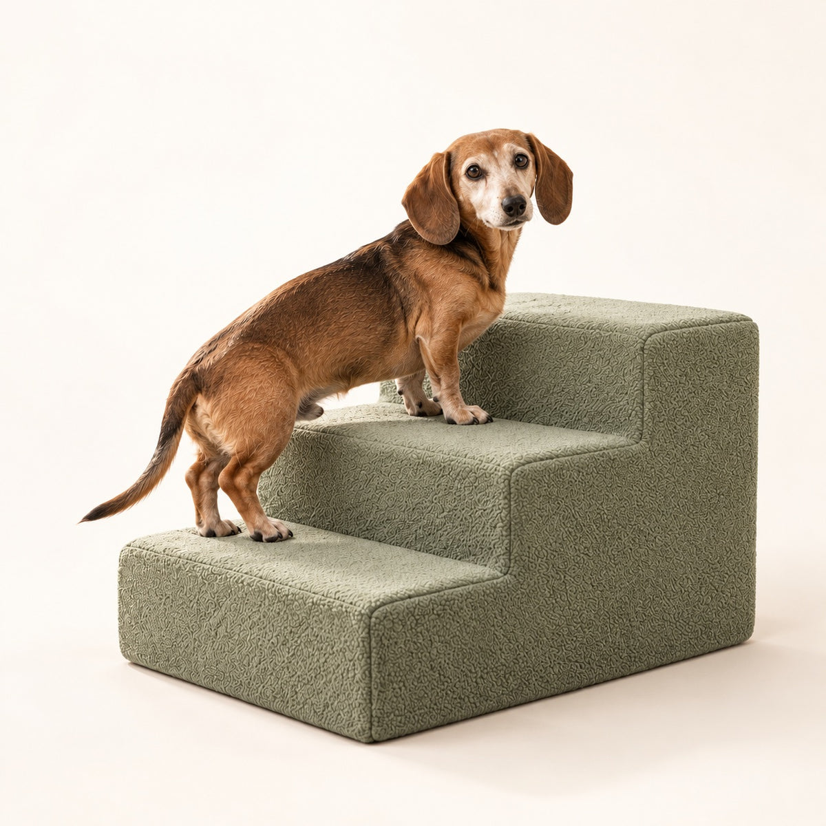 RestWell foam dog stairs in sage green, studio photo with a dog