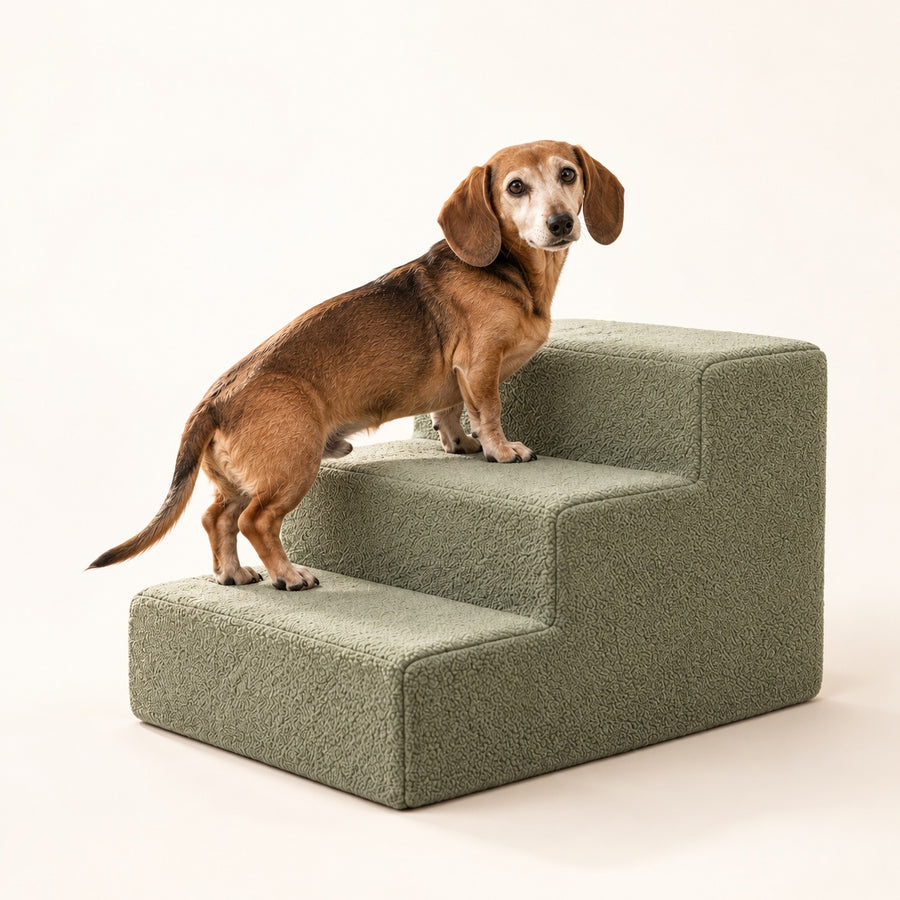 RestWell foam dog stairs in sage green, studio photo with a dog