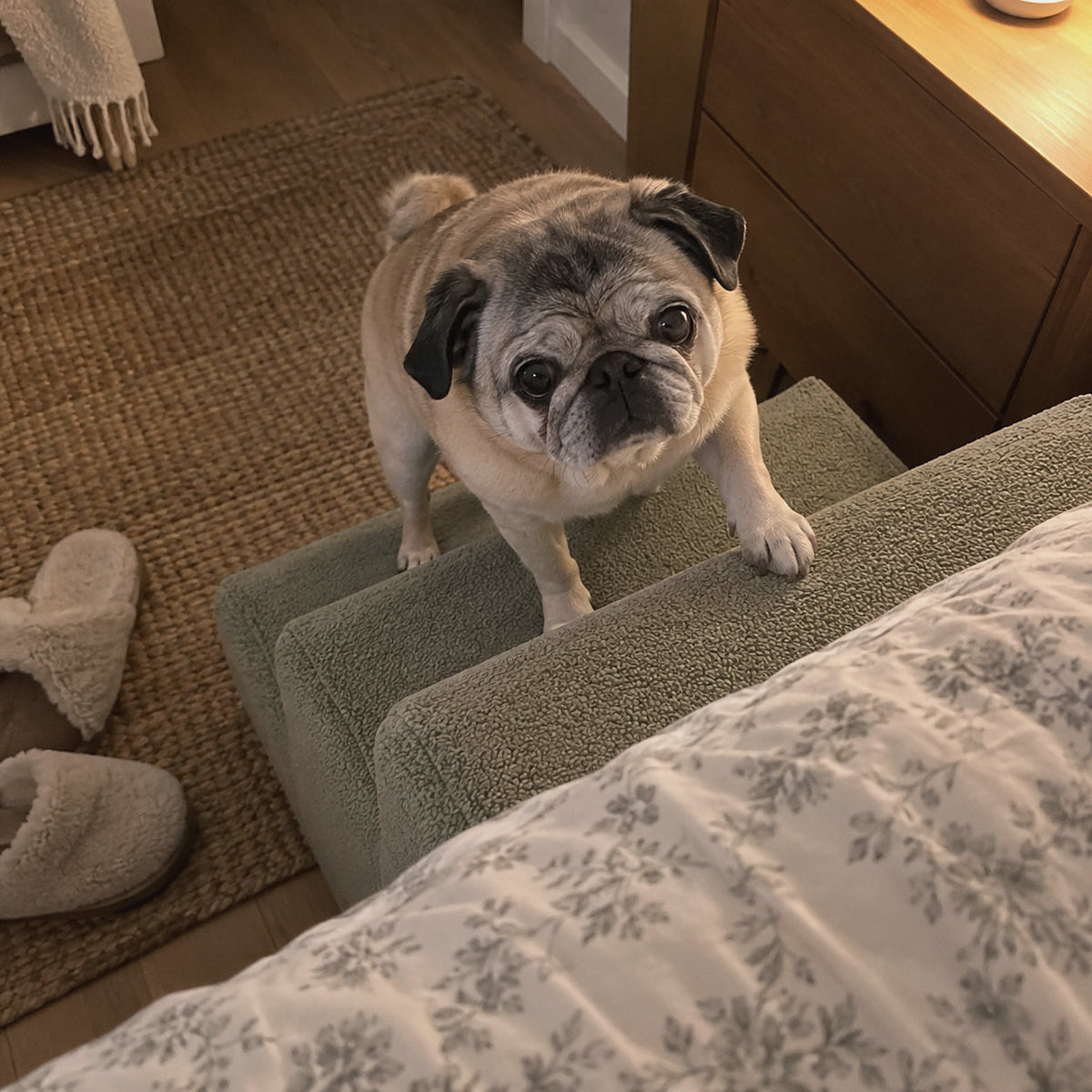 RestWell foam dog stairs in sage green, at home with a dog